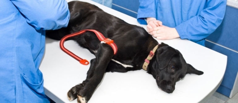 Services a Veterinarian in Olathe, KS Can Provide