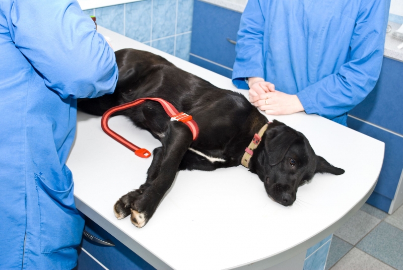 Services a Veterinarian in Olathe, KS Can Provide