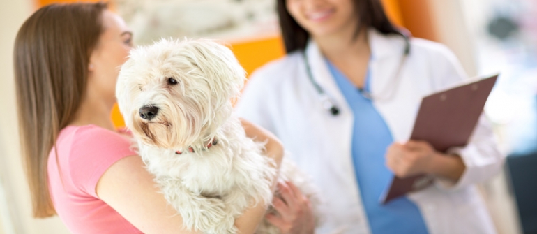 What Are Some of the Services That Clients Can Expect From Dog Sitters in Elkhorn, NE?