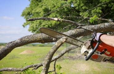 Problems and Proper Care for Codominant Tree Leaders in Santa Rosa, CA