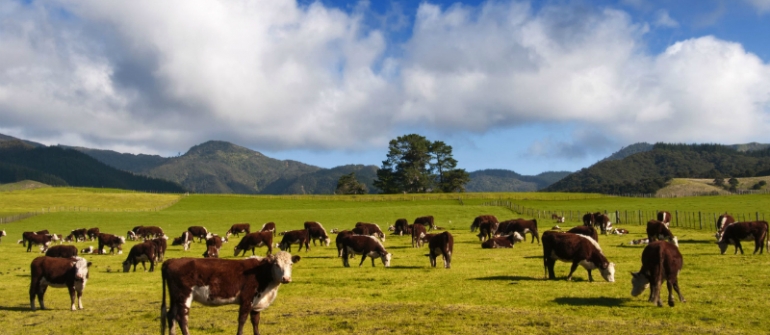 Tips for Purchasing Healthy Dairy Cows and Beef Cattle in South Dakota