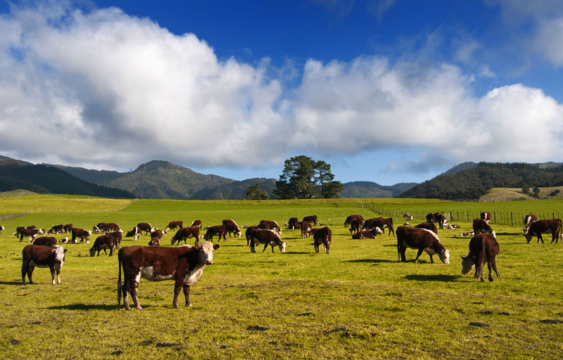 Tips for Purchasing Healthy Dairy Cows and Beef Cattle in South Dakota