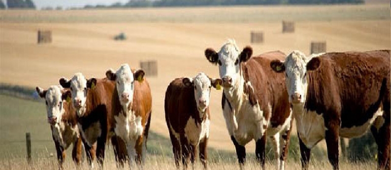 The Importance Of An Animal Inspection