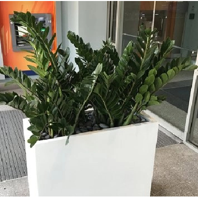 The Benefits of Miami Area Tropical Plant Leasing and Landscape Services
