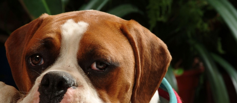 Why Finding the Best Gift For A Dog Is No Longer a Guessing Game