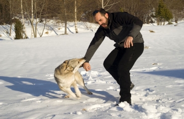 When Should You Visit With an Orange County Dog Bite Lawyer?