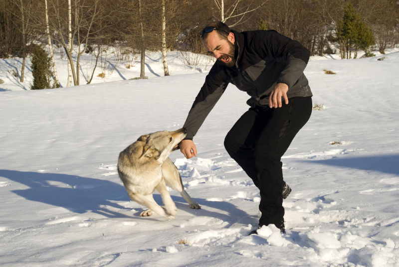 When Should You Visit With an Orange County Dog Bite Lawyer?