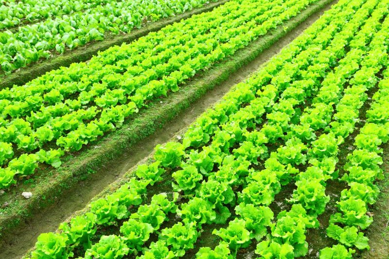 Charting a New Course for Eco-Conscious Farming: The Role of Bioag in Shaping Sustainable Agricultural Practices in the United States