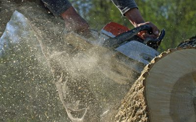 How Tree Stump Grinding Senoia, GA Can Improve Your Landscape Safety Fast