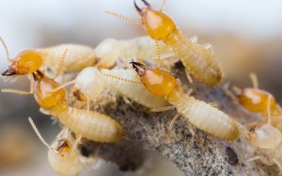 Prevent Infestations and Preserve Property Through Targeted Termite Treatment Macquarie Plans